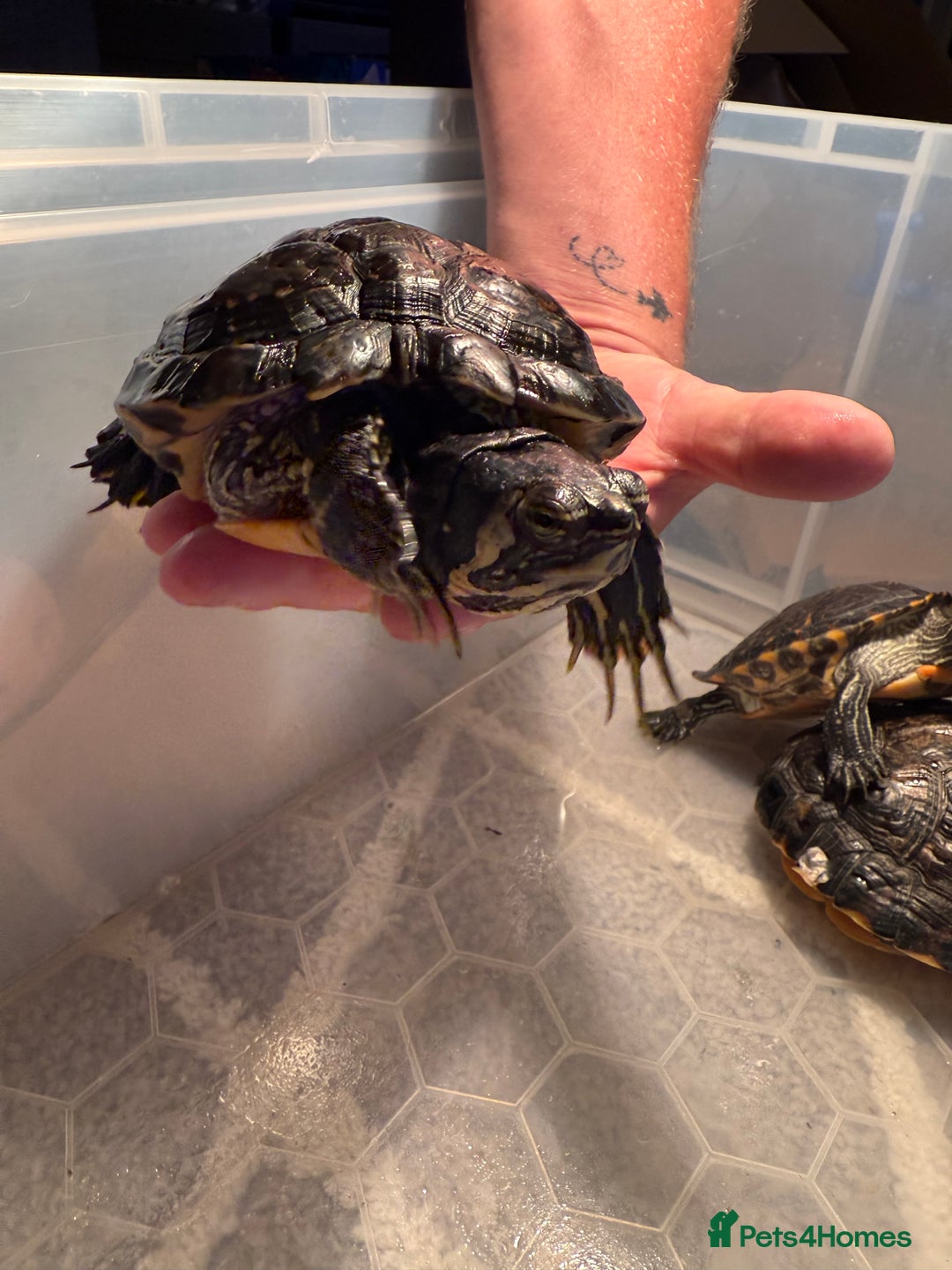 Terrapin reptiles for sale: Turtles - Image 5