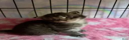 Maine Coon cats for sale: Stunning Maine coon kittens  - Advert 22