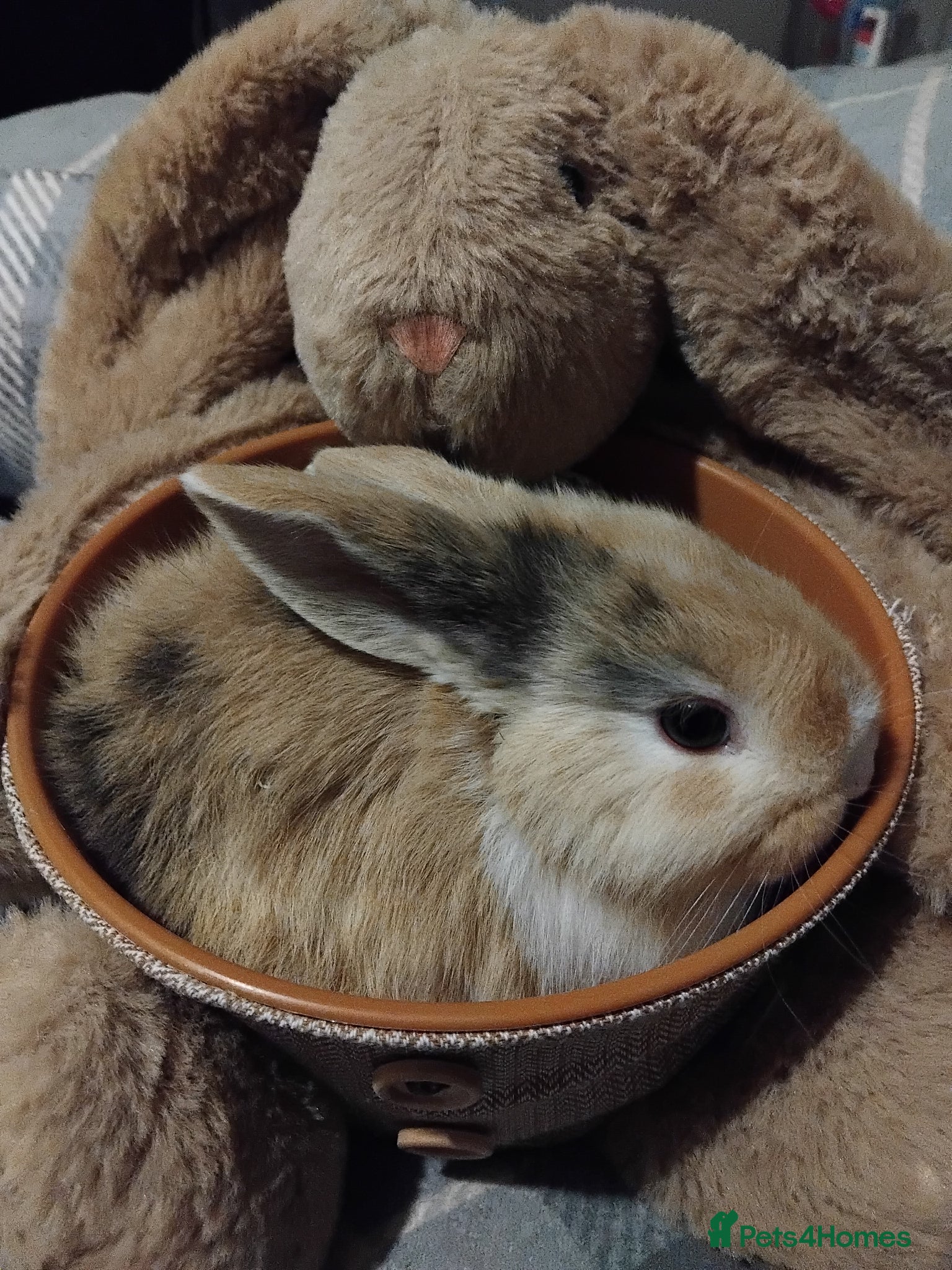 Dwarf Lop rabbits Baby lops - Advert 6