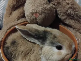 Dwarf Lop rabbits Baby lops - Advert 6