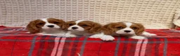 Cavalier King Charles Spaniel dogs for sale: STUNNING CAVALIER KING CHARLES BOYS  - Advert 12