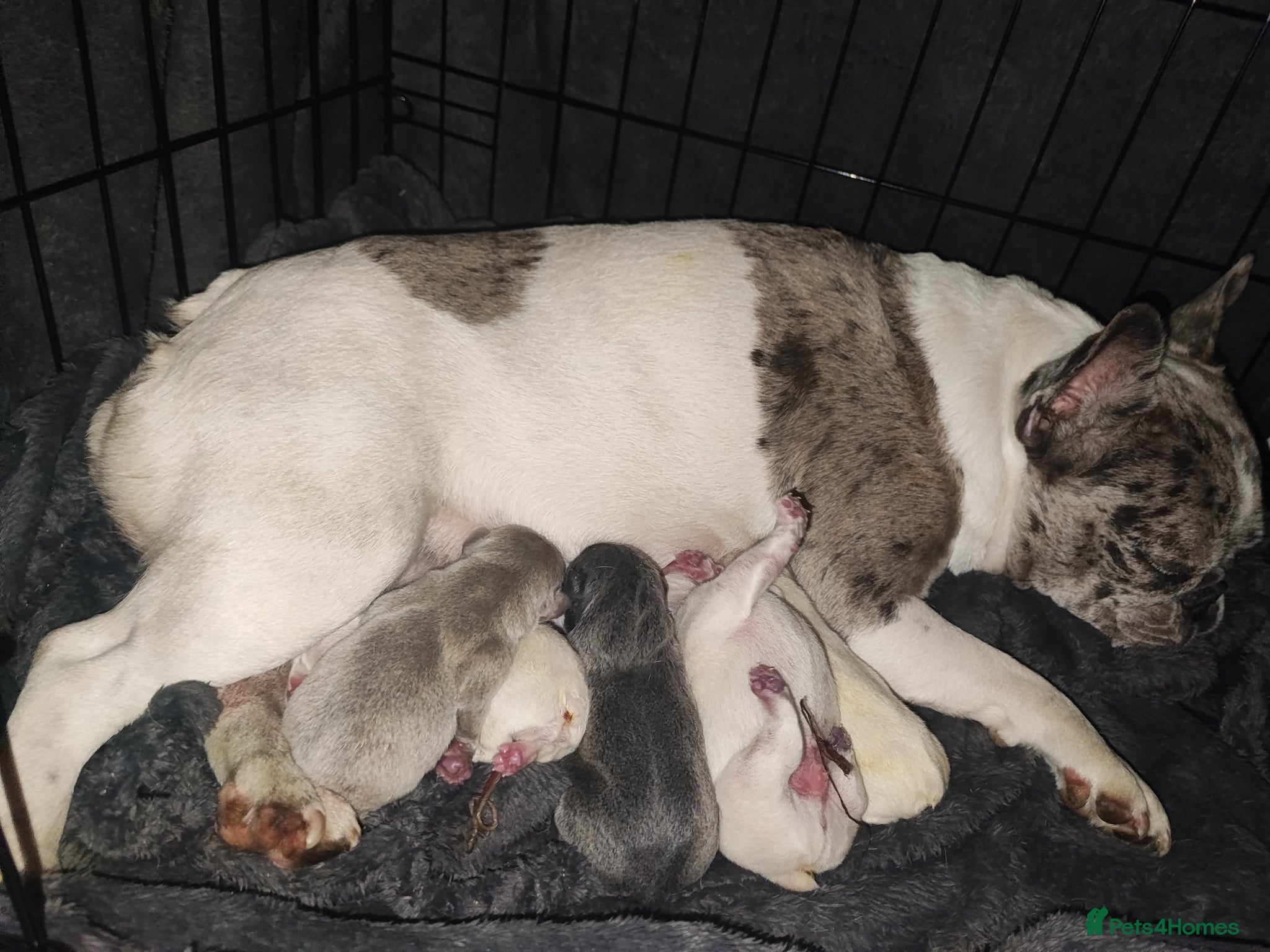 French Bulldog dogs for sale: french bulldog puppies in Nottingham - Advert 1