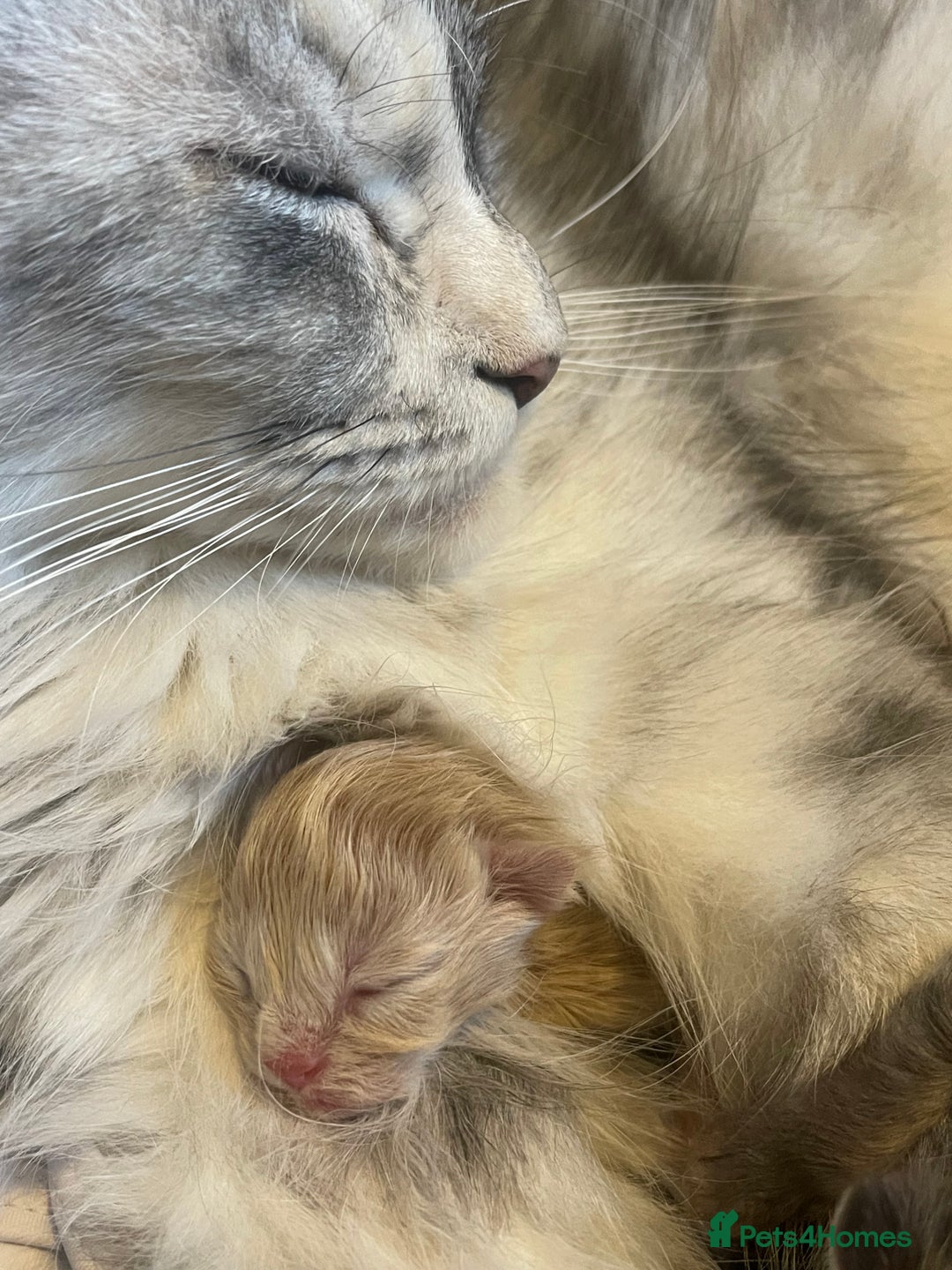 Maine Coon cats for sale: 🐾💛5 Sweet Maine Coons looking for forever home💛 - Advert 37