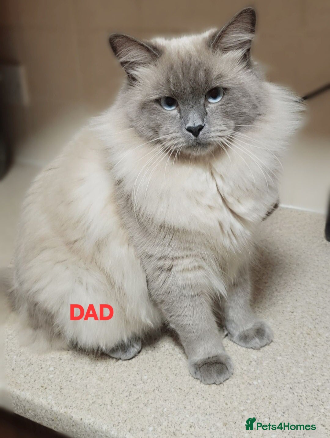 Ragdoll cats for sale: 5 Beautiful Ragdoll kittens for sale 💞 - Advert 14