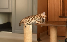 Bengal cats for sale: Show quality Bengal kittens available  - Image 7