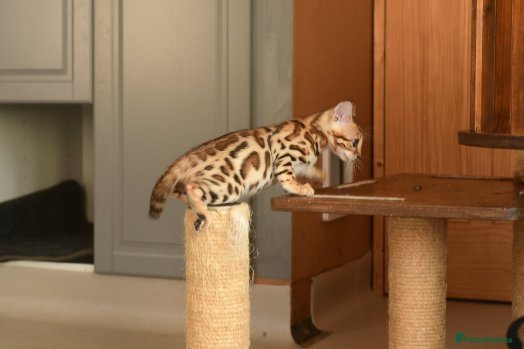 Bengal cats for sale: Show quality Bengal kittens available  - Image 7