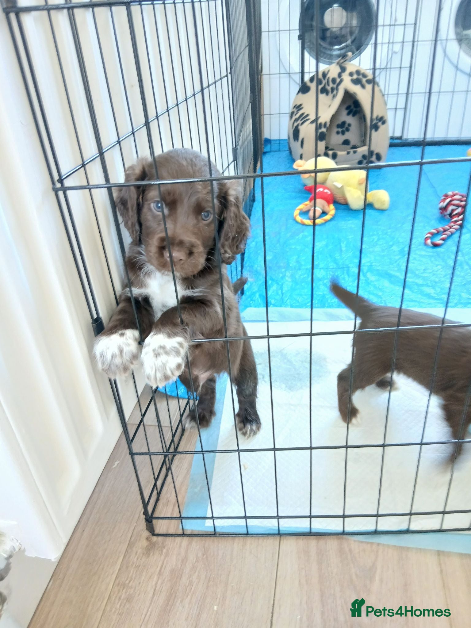 Cocker Spaniel dogs Cocker spaniels puppies  - Advert 4