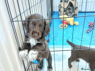 Cocker Spaniel dogs Cocker spaniels puppies - Advert 4