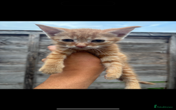 British Shorthair cats for sale: Kittens available GINGER BOY in Axbridge - Image 2