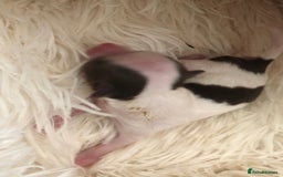 Chihuahua dogs for stud: Chihuahua  in Birmingham - Image 20