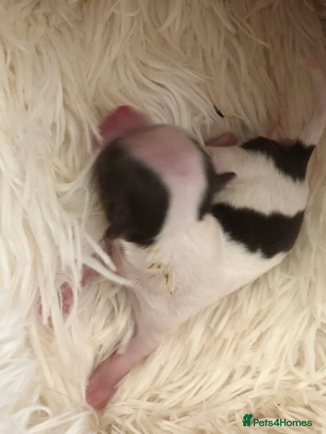 Chihuahua dogs for stud: Chihuahua  in Birmingham - Advert 16