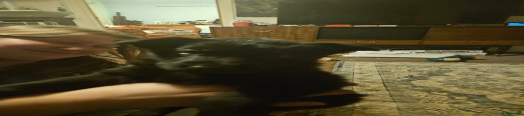 German Shepherd Puppy 5 Little Red collar