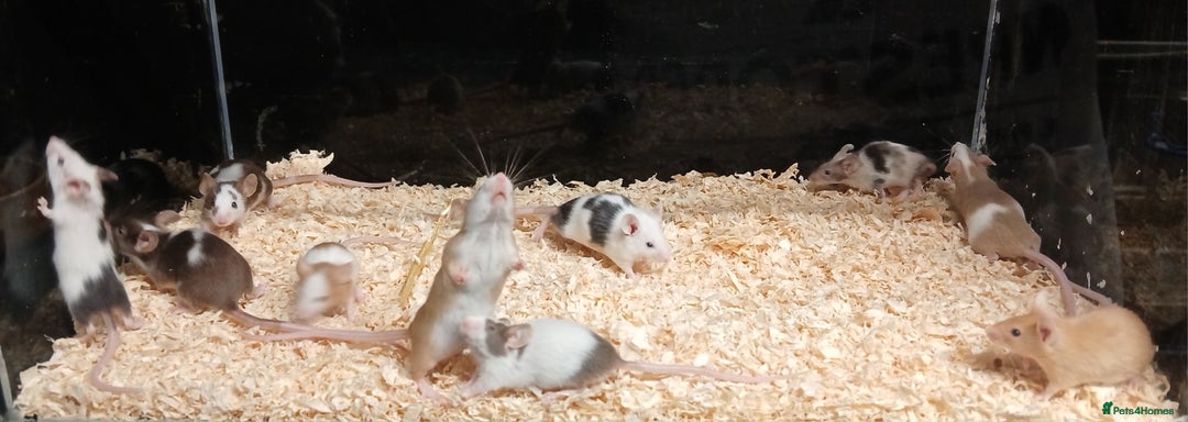 Mouse rodents for sale: Baby Coloured Fancy Mice  - Advert 12
