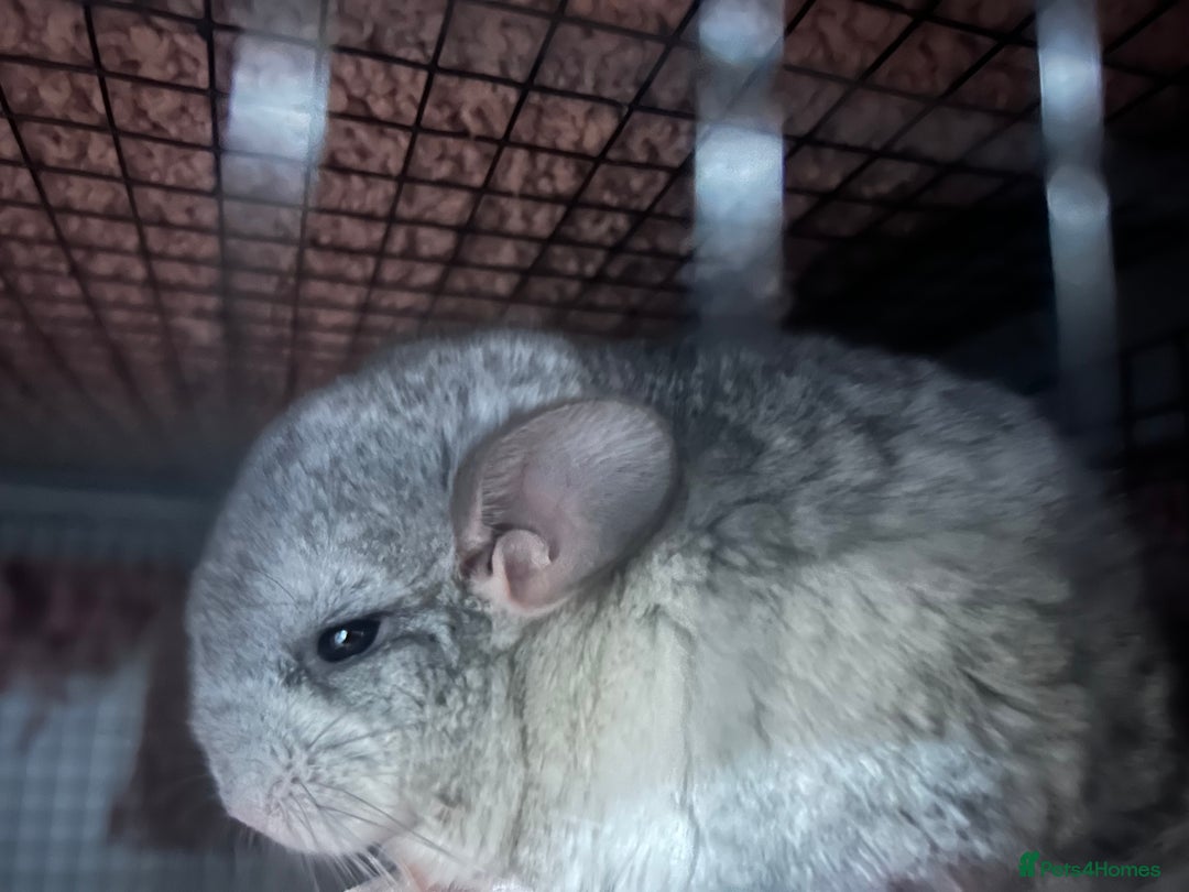 Chinchilla rodents for sale: Beautiful baby angora chinchillas  - Image 3