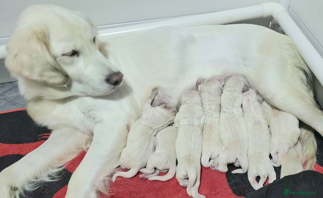 Golden Retriever dogs for sale: Beautiful Golden Retriever Boys – Ready Soon - Image 10