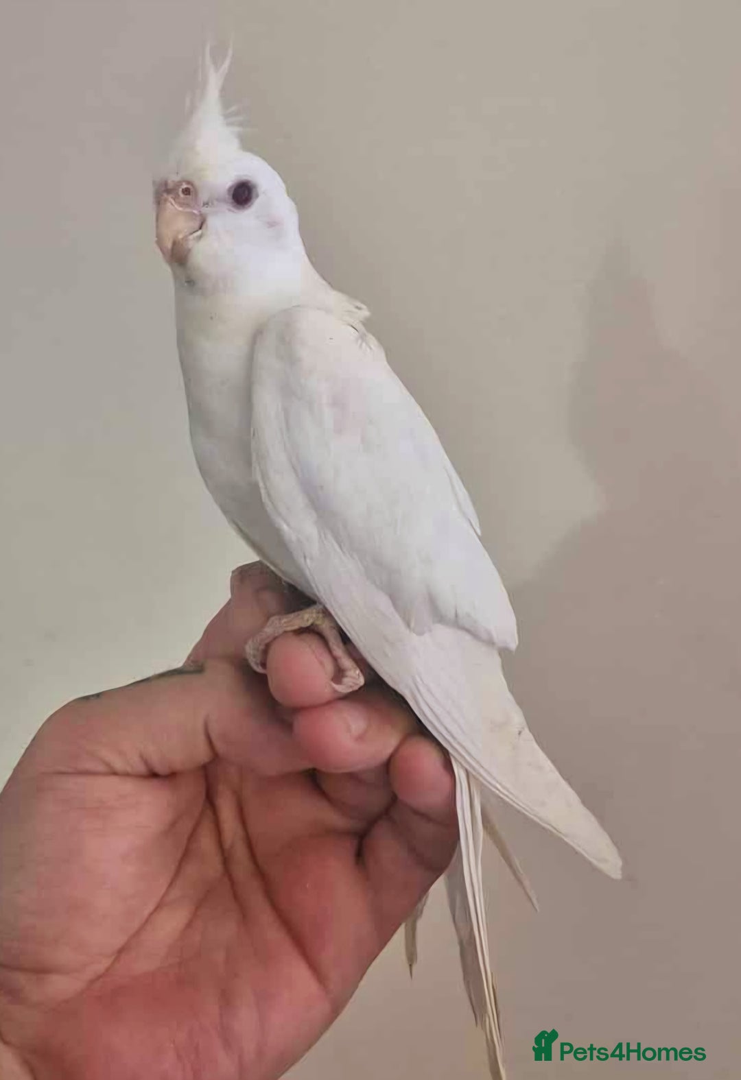 Cockatiels birds for sale: Young Cockatiels available for new homes - Image 6