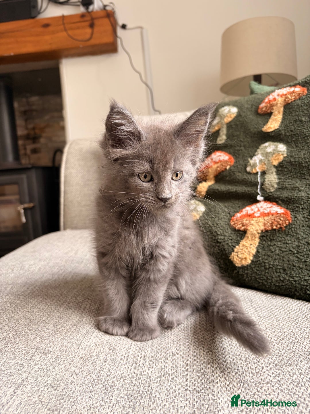 Maine Coon cats for sale: Halloween babies 🎃🐈‍⬛ 2 girls left - Advert 4