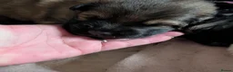 German Shepherd dogs for sale: 2 beautiful healthy German shepherd left - Advert 8