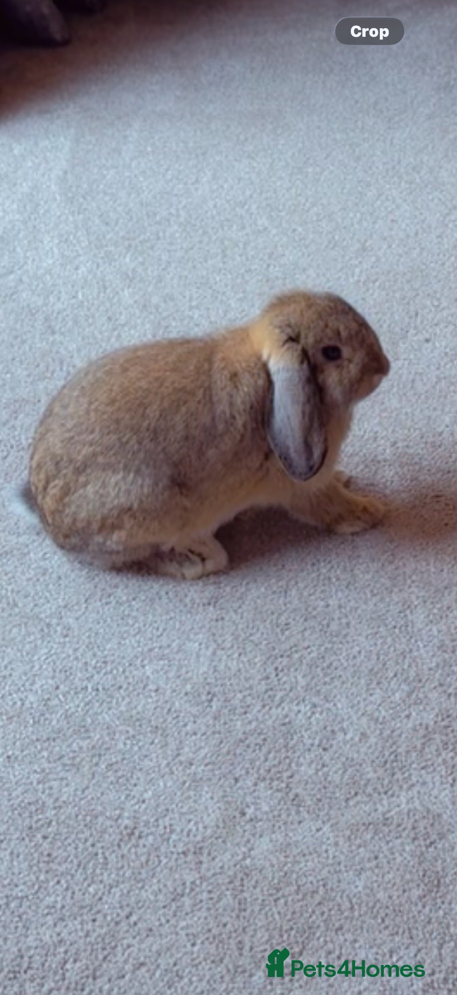 Mixed Breed rabbits Dwarf lop mixed bunny FOR SALE  - Advert 2