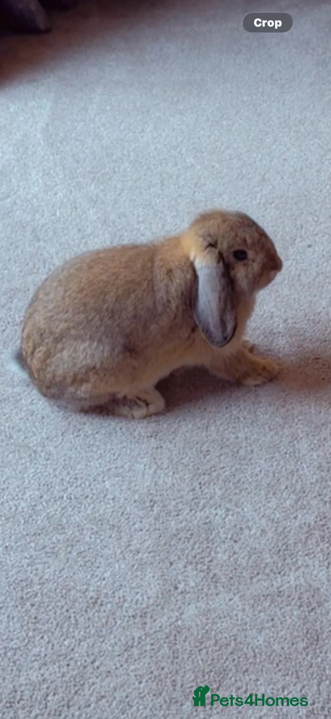 Mixed Breed rabbits for sale: Dwarf lop mixed bunny FOR SALE  in Preston - Advert 1
