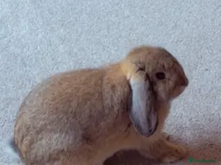 Mixed Breed rabbits Standard lop mixed bunny FOR SALE - Advert 2