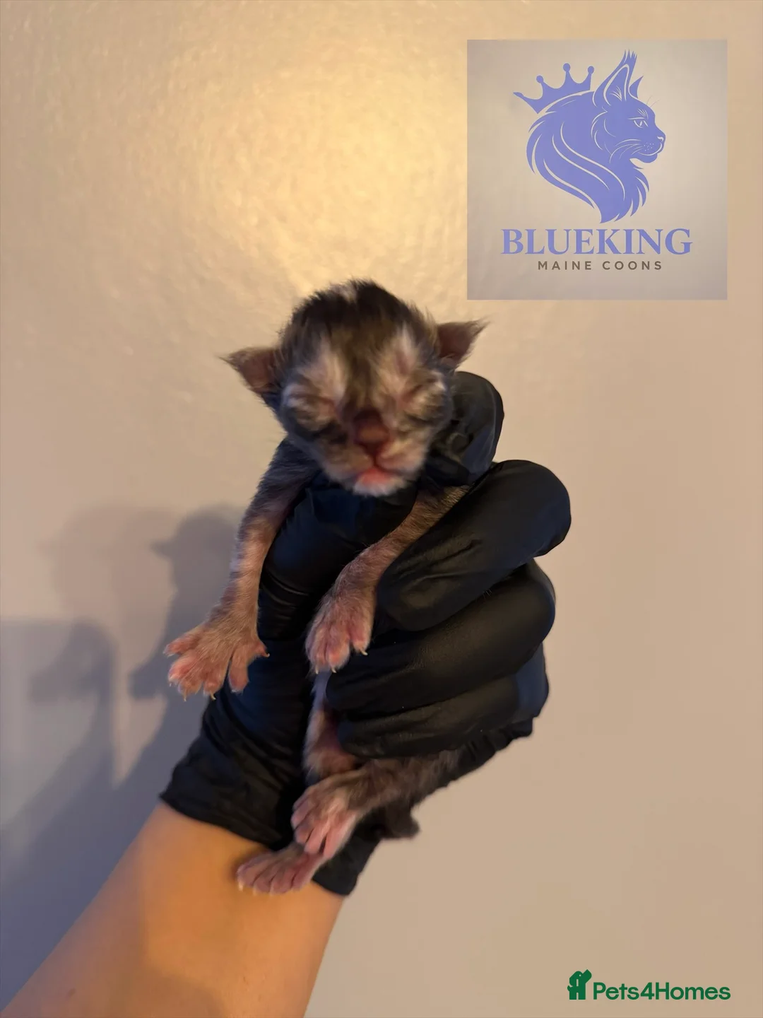 Maine Coon cats for sale: 👑 Stunning pedigree Maine coon kittens 👑  - Advert 11