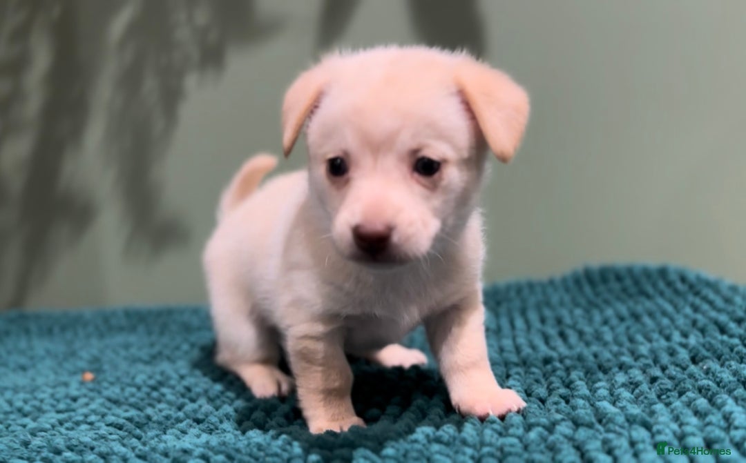 Mixed Breed dogs for sale: 🌟 Beautiful Cream Pomweenie Puppies Available 🌟 - Advert 8