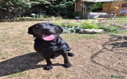 Labrador Retriever dogs for sale: Rehome lovely peach - Image 7