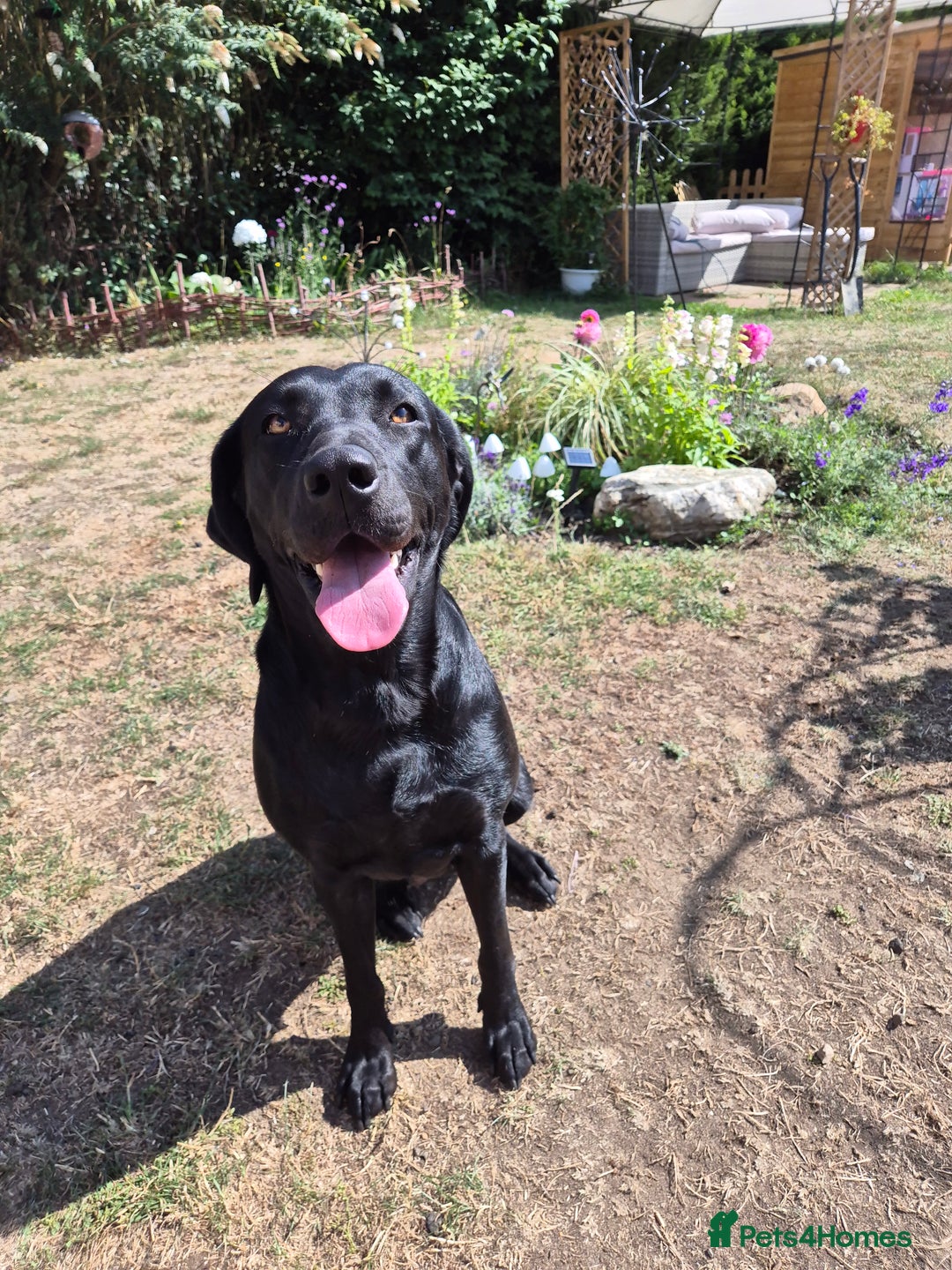 Labrador Retriever dogs for sale: Rehome lovely peach - Image 7