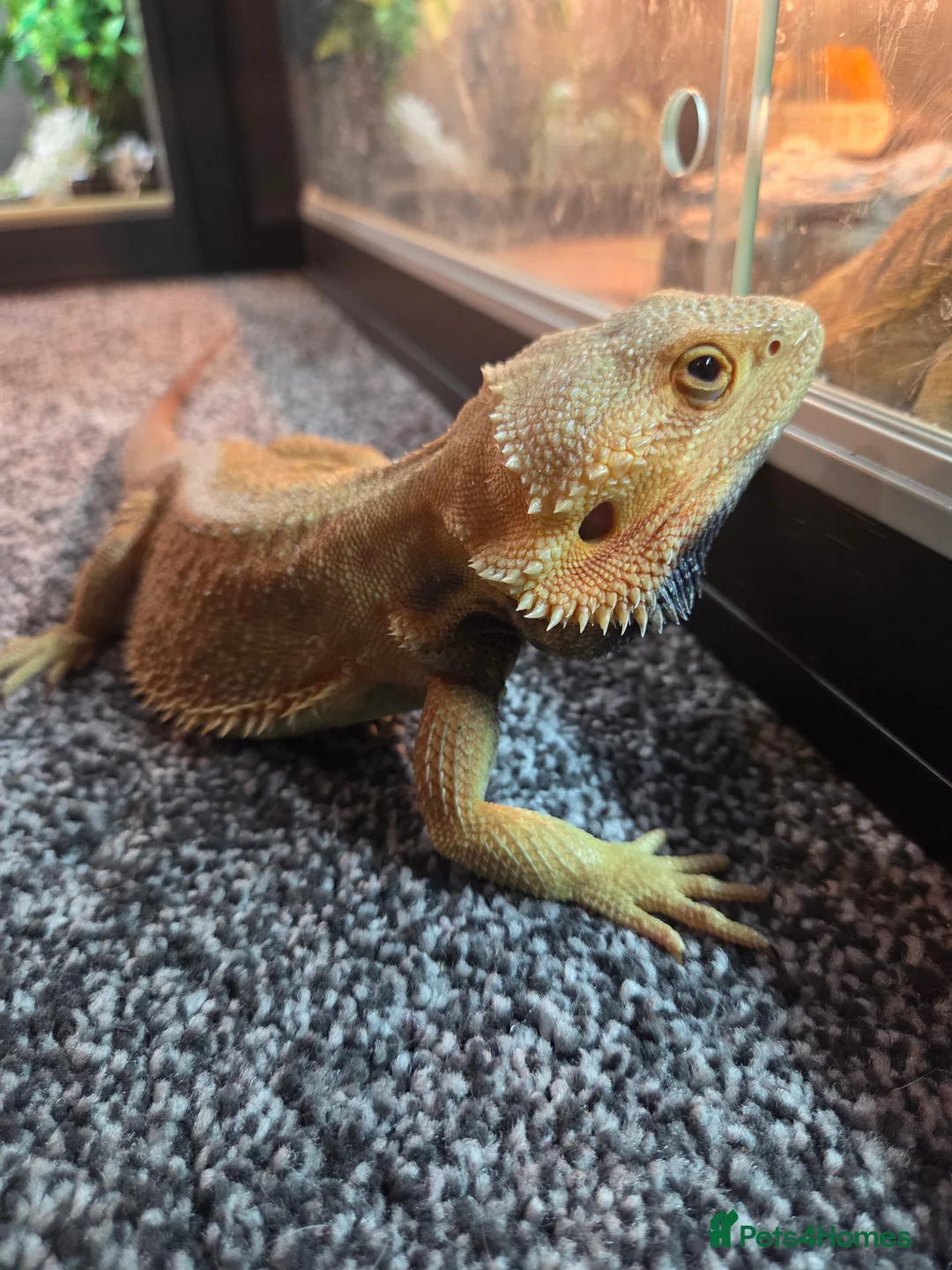 Bearded Dragon reptiles for sale: Stunning 18 month old bearded dragon - Advert 2