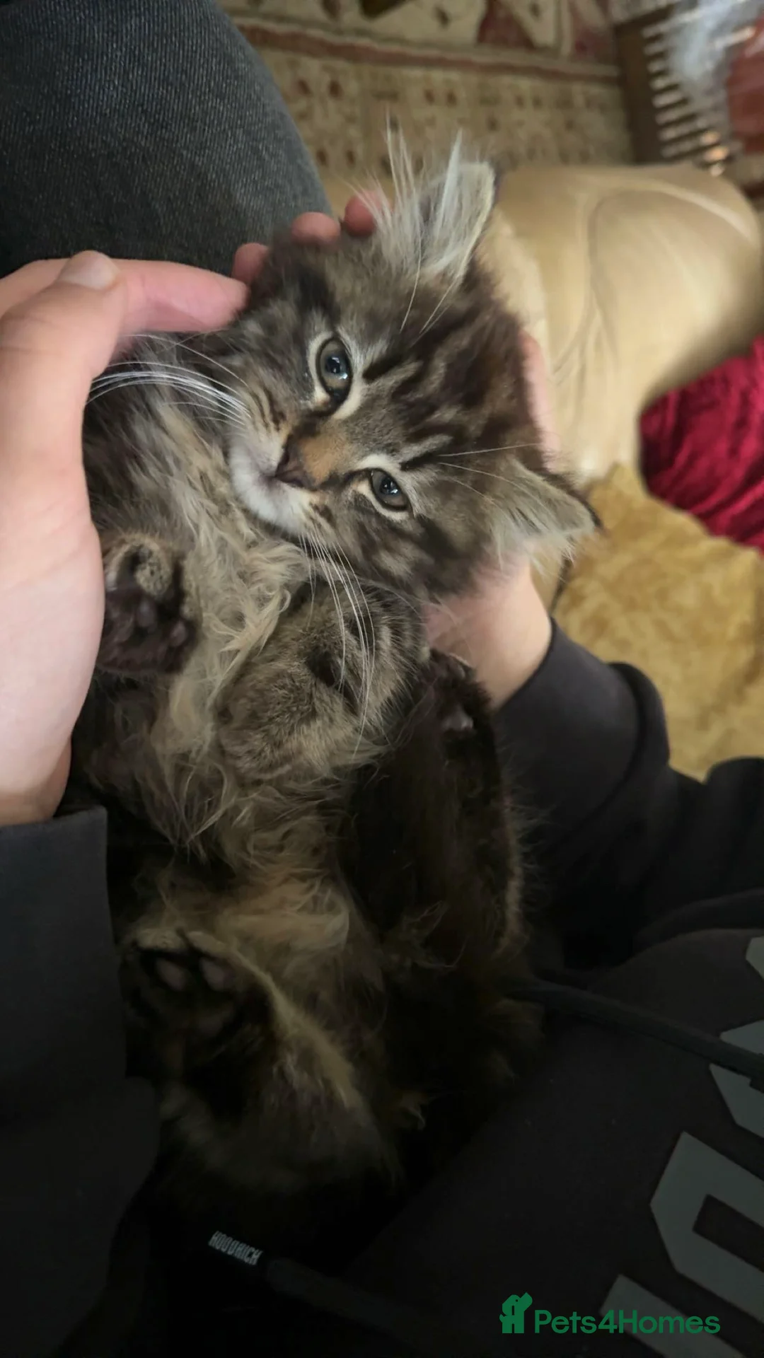 Maine Coon cats for sale: BEAUTIFUL MAINE COON MIX KITTENS - Ready now - Advert 2