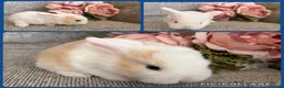 Mini Lop rabbits for sale: Mixed litter of adorable mini lops - Advert 4