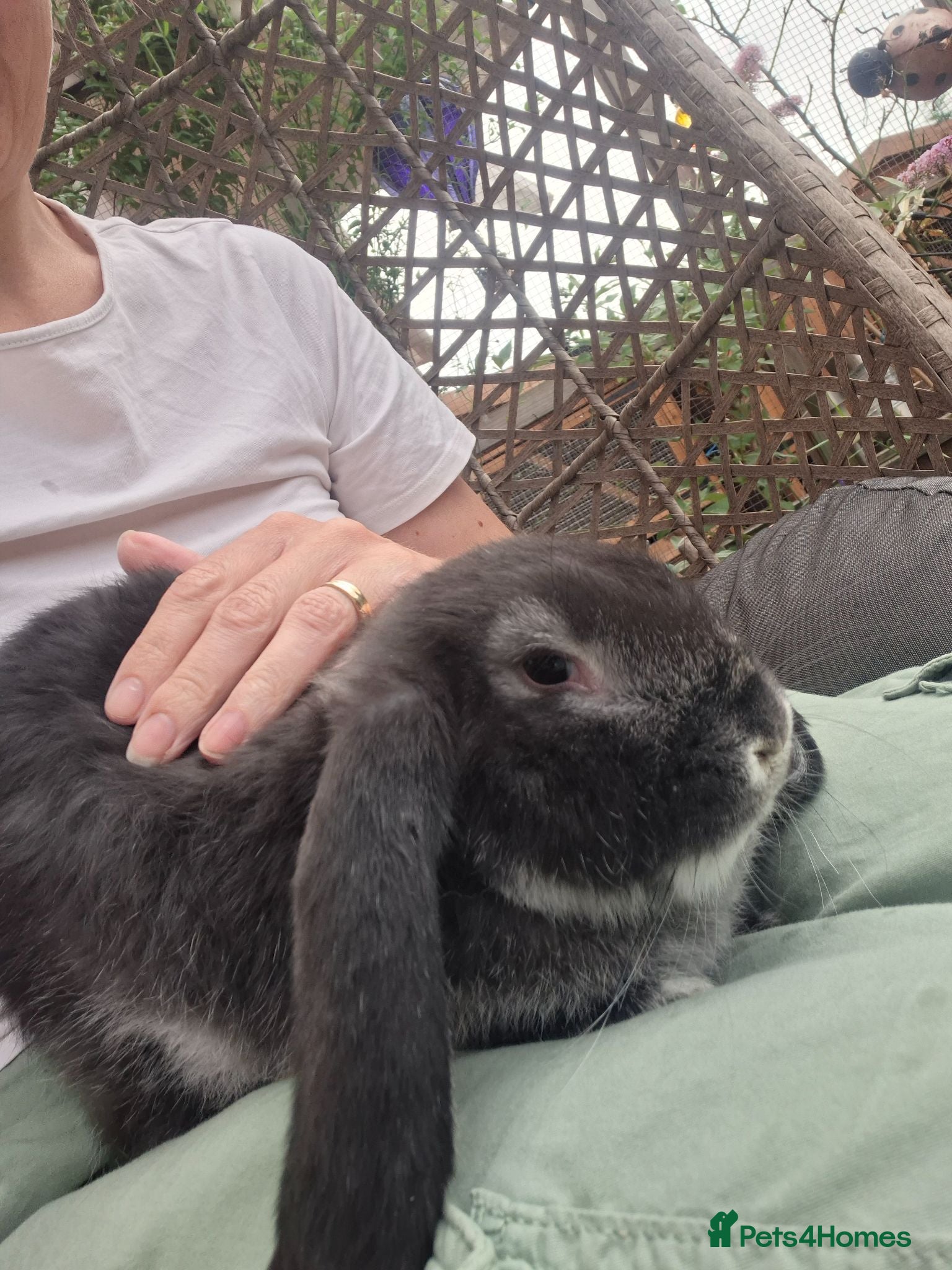 French Lop rabbits READY SOON pure bred french lop doe - Advert 1