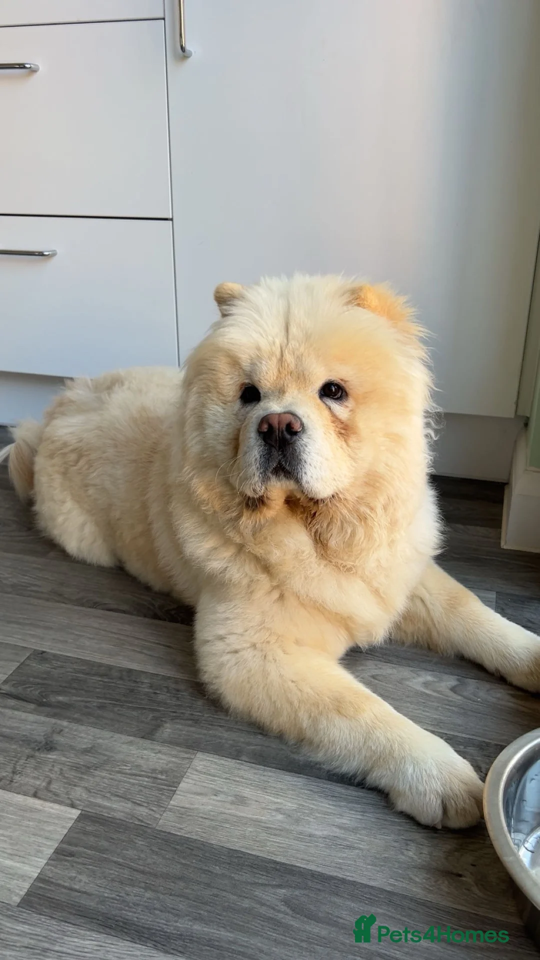 Chow Chow dogs for sale: Chow chow for rehoming  - Advert 2