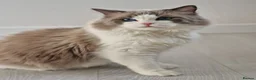Ragdoll cats for stud: Tica registered lovely Bicolour boy for stud - Advert 5