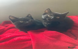 British Shorthair cats for sale: Beautiful kittens looking for new home  - Image 30