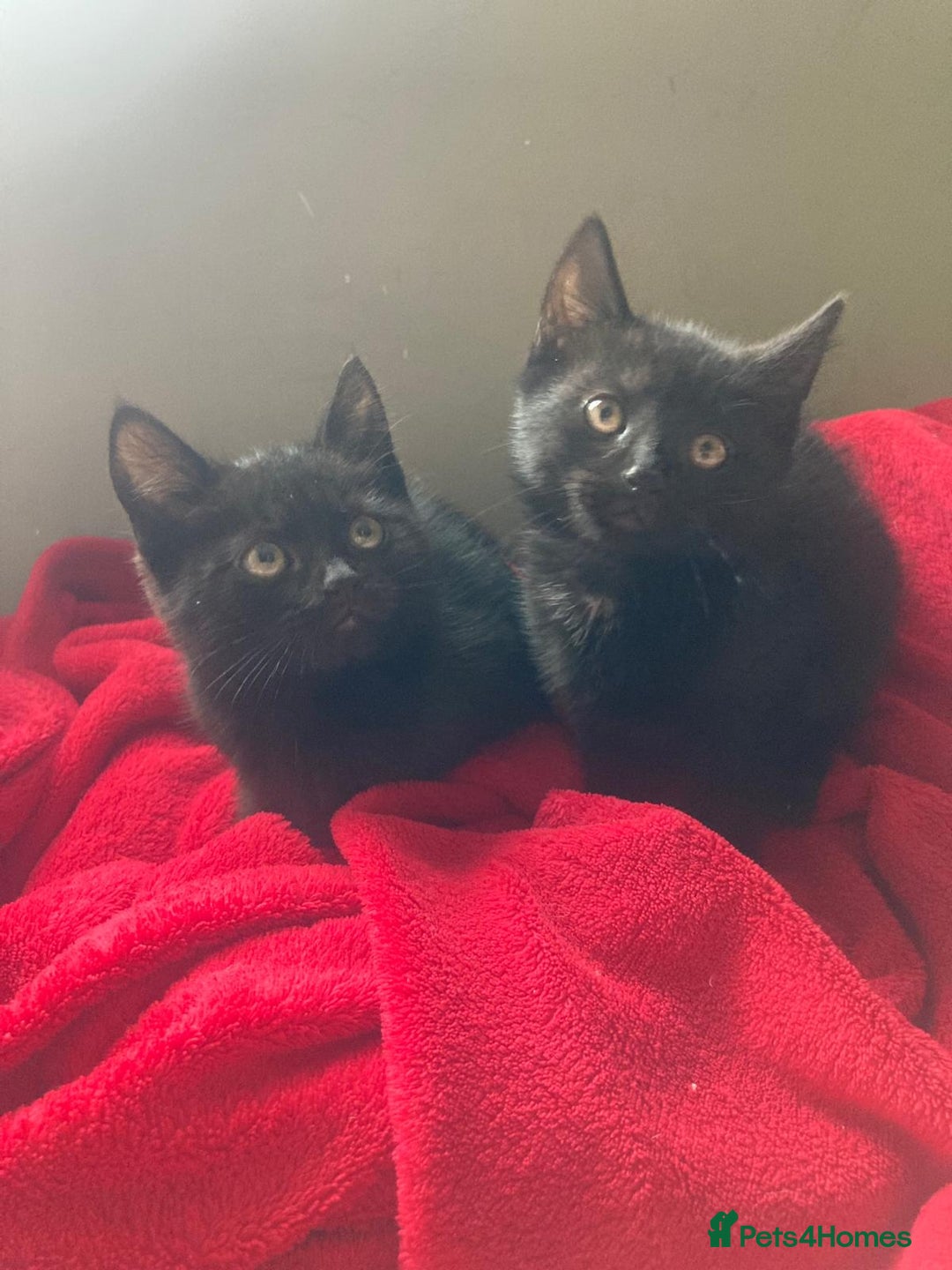 British Shorthair cats for sale: Beautiful kittens looking for new home  - Image 30