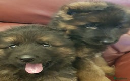 German Shepherd dogs for sale: Beautiful German Shepherd Puppies  - Advert 9