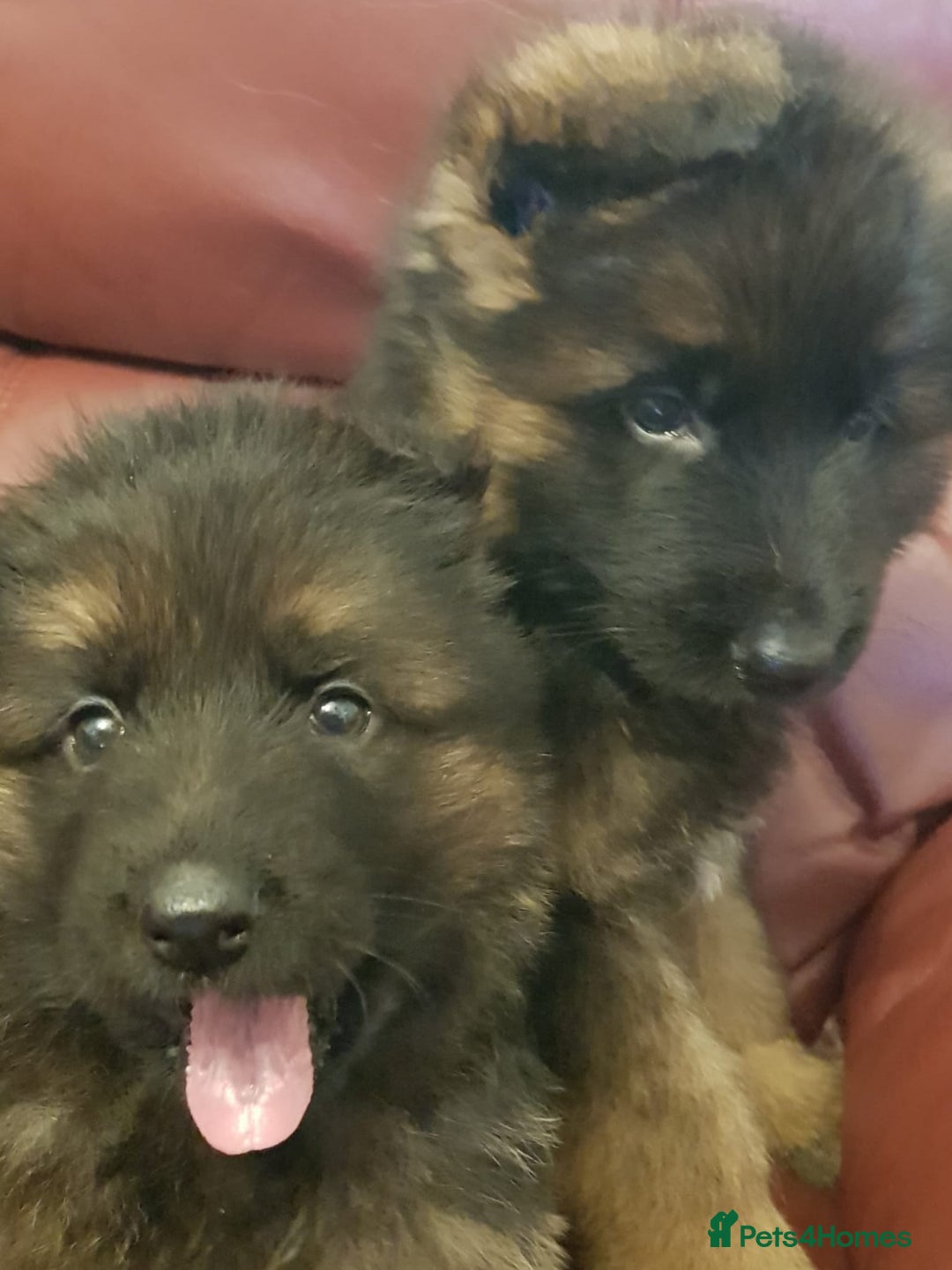 German Shepherd dogs for sale: Beautiful German Shepherd Puppies  - Advert 9