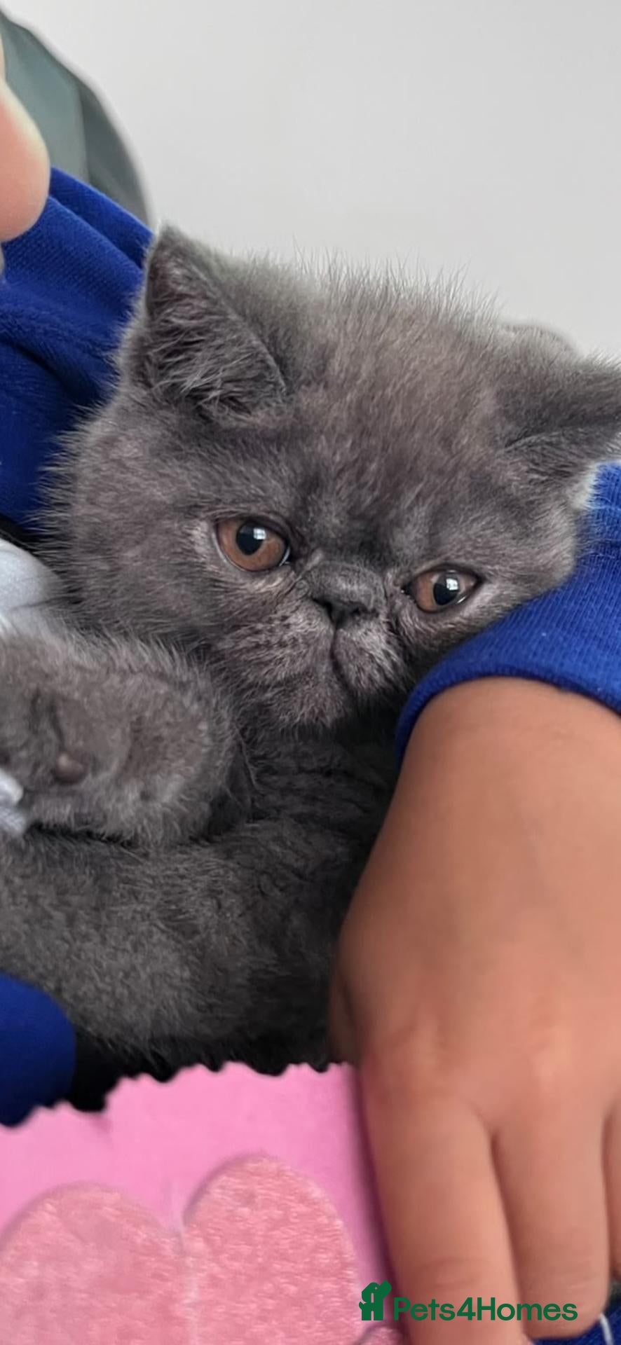 Exotic cats Blue Male Exotic Shorthair Kitten - Advert 3