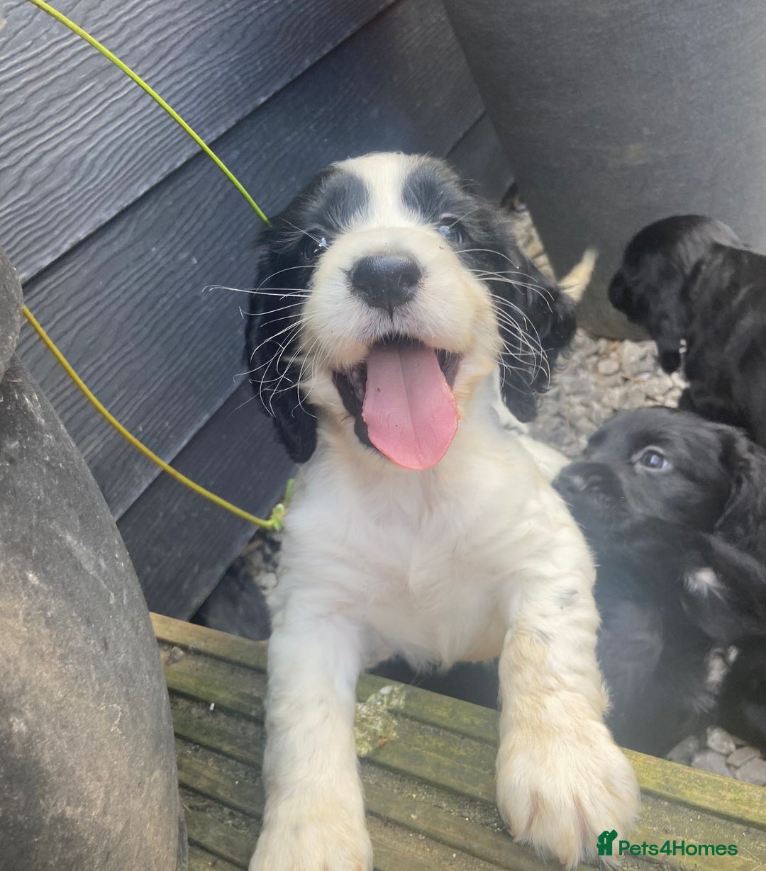 Cocker Spaniel dogs for sale: Cocker spaniel puppies  - Image 3