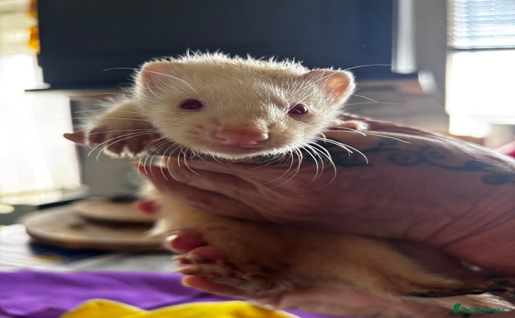 Ferret rodents - Advert 1