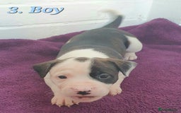 Mixed Breed dogs for sale: English/American Staffy Pups - Image 6