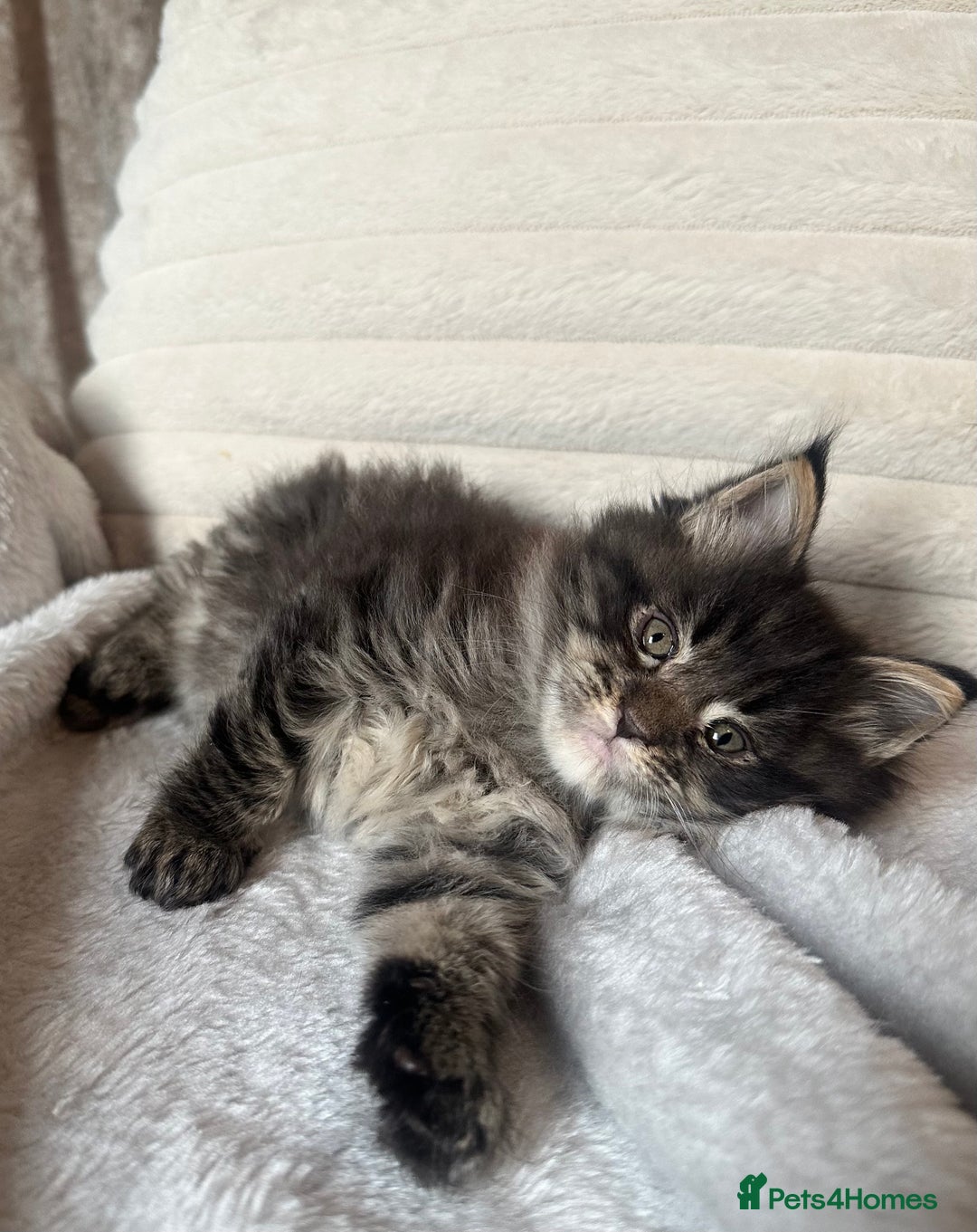 Maine Coon cats for sale: Gorgeous Maine Coon boy  - Advert 4