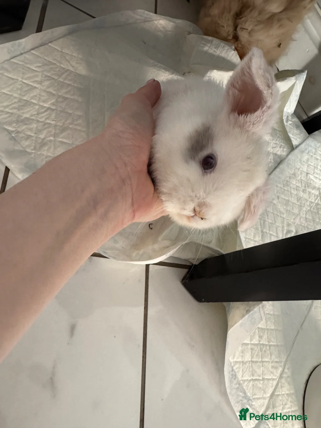 Mini Lop rabbits for sale: Mini lop girl 8 weeks  in Barrow-upon-Humber - Advert 2