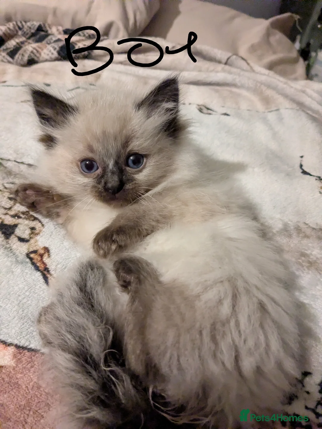 Ragdoll cats for sale: 7 Pure Ragdoll kittens  - Advert 8