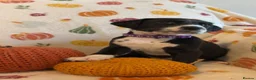 Mixed Breed dogs for sale: BEAUTIFUL DALMATIAN CROSS BOXER PUPPIES  - Advert 4