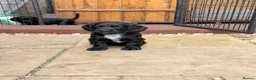 Cocker Spaniel dogs for sale: Working cocker spaniels - Advert 25