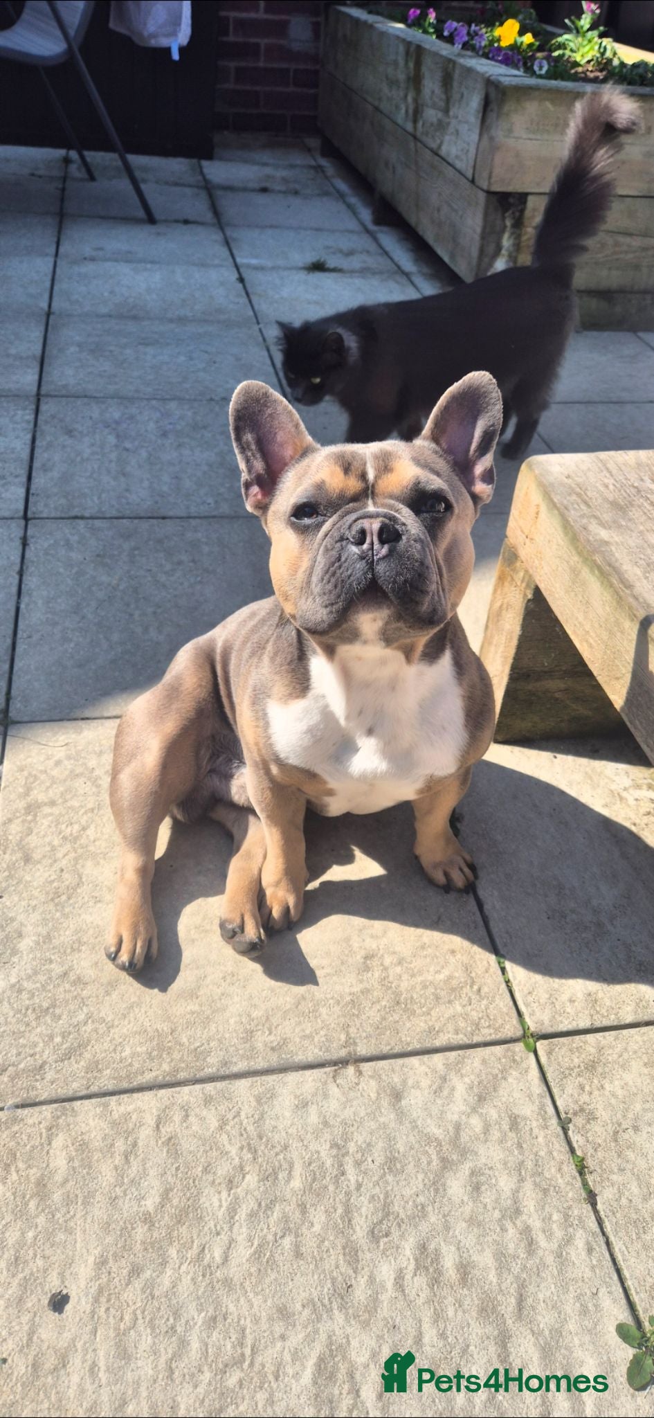 French Bulldog dogs French Bulldog  - Advert 3