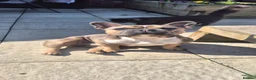 French Bulldog dogs for sale: French Bulldog  in Chichester - Advert 1
